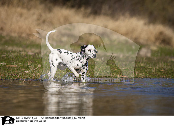 Dalmatiner am Wasser / Dalmatian at the water / STM-01522