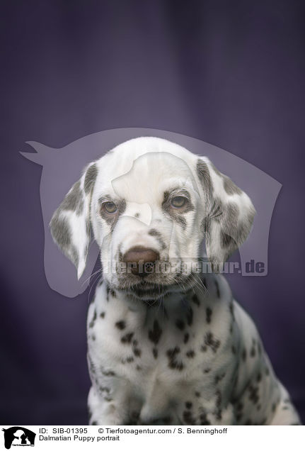 Dalmatiner Welpe Portrait / Dalmatian Puppy portrait / SIB-01395