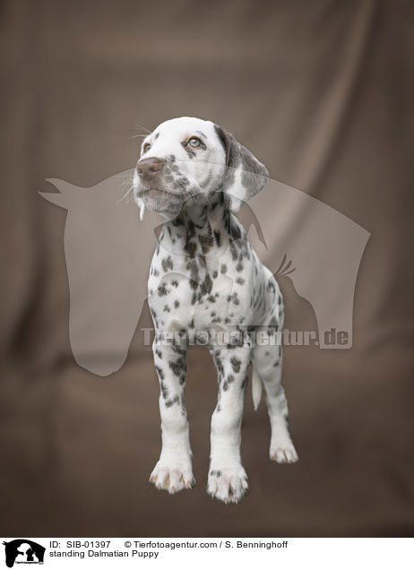 stehender Dalmatiner Welpe / standing Dalmatian Puppy / SIB-01397