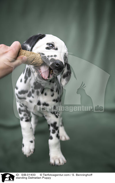 stehender Dalmatiner Welpe / standing Dalmatian Puppy / SIB-01400