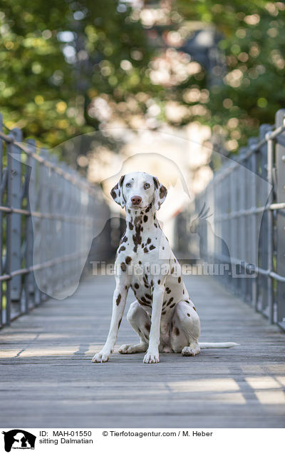 sitzender Dalmatiner / sitting Dalmatian / MAH-01550