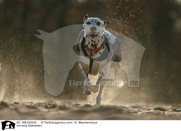 rennender Dalmatiner / running Dalmatian / KB-02930