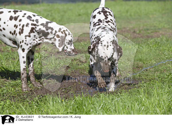 2 Dalmatiner / 2 Dalmatians / KJ-03831