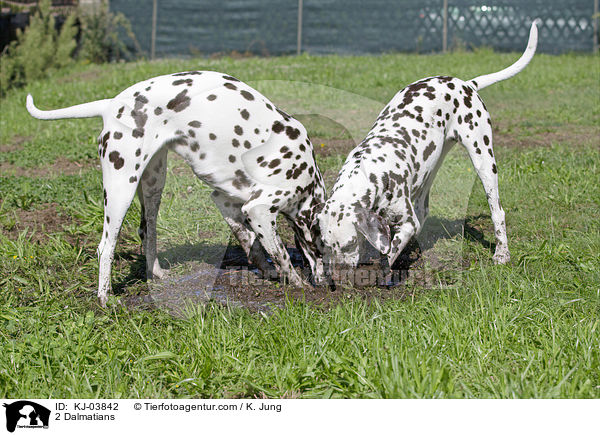 2 Dalmatiner / 2 Dalmatians / KJ-03842