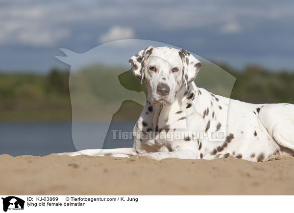 liegende alte Dalmatiner Hndin / lying old female dalmatian / KJ-03869