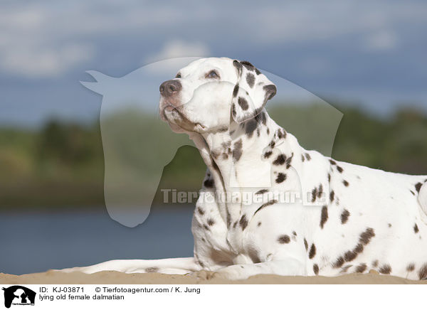 liegende alte Dalmatiner Hndin / lying old female dalmatian / KJ-03871