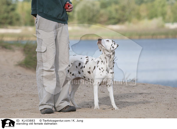 stehende alte Dalmatiner Hndin / standing old female dalmatian / KJ-03883