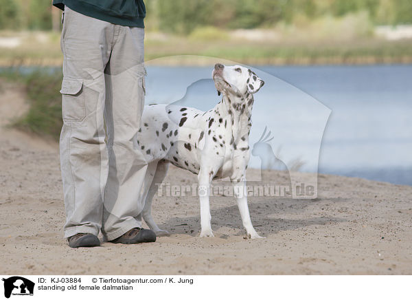 stehende alte Dalmatiner Hndin / standing old female dalmatian / KJ-03884