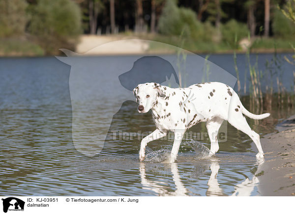 Dalmatiner / dalmatian / KJ-03951