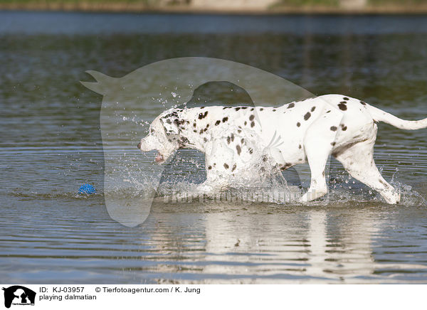 spielender Dalmatiner / playing dalmatian / KJ-03957