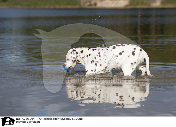 spielender Dalmatiner / playing dalmatian / KJ-03964