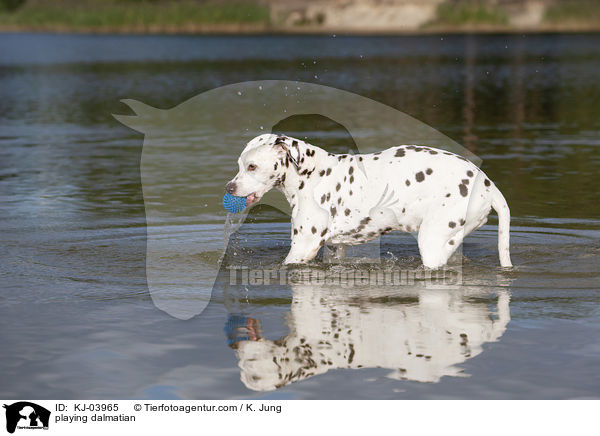 spielender Dalmatiner / playing dalmatian / KJ-03965