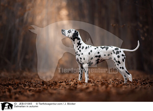 Dalmatiner im Herbst / Dalmatian in autumn / JEB-01065