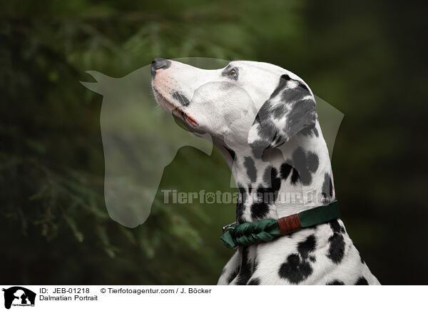 Dalmatiner Portrait / Dalmatian Portrait / JEB-01218