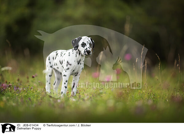 Dalmatiner Welpe / Dalmatian Puppy / JEB-01434