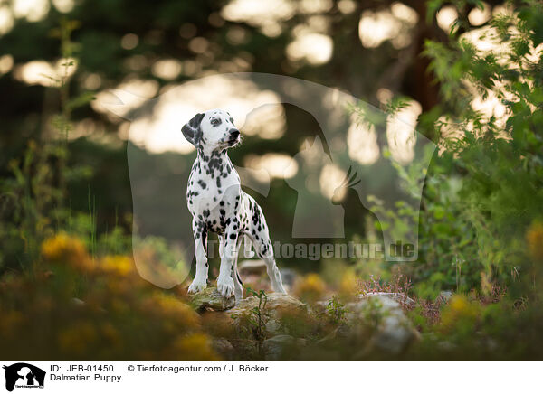 Dalmatiner Welpe / Dalmatian Puppy / JEB-01450
