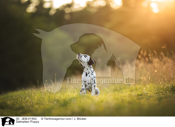 Dalmatiner Welpe / Dalmatian Puppy / JEB-01462