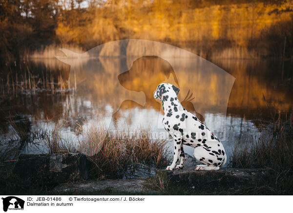 Dalmatiner im Herbst / Dalmatian in autumn / JEB-01486