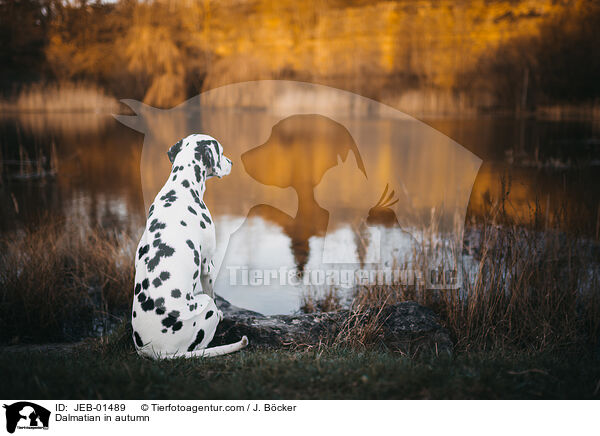 Dalmatiner im Herbst / Dalmatian in autumn / JEB-01489