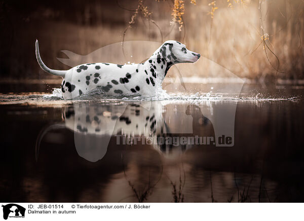 Dalmatiner im Herbst / Dalmatian in autumn / JEB-01514