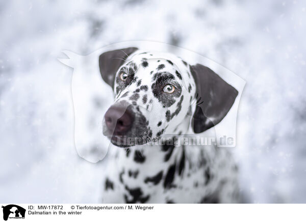 Dalmatiner im Winter / Dalmatian in the winter / MW-17872