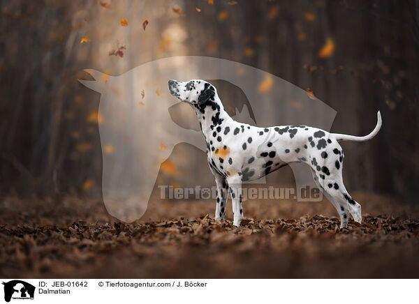 Dalmatiner / Dalmatian / JEB-01642