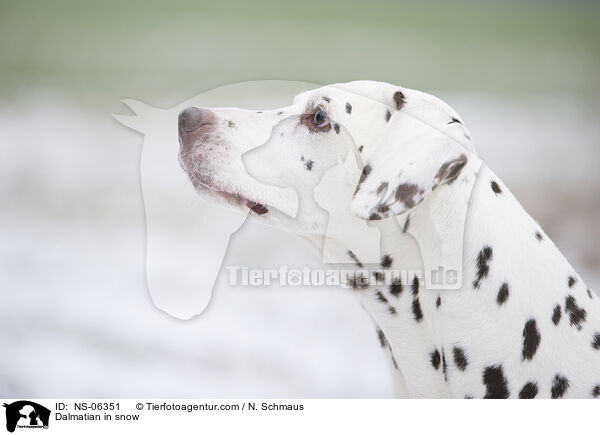 Dalmatiner im Schnee / Dalmatian in snow / NS-06351