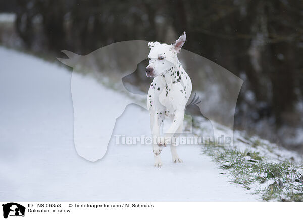 Dalmatiner im Schnee / Dalmatian in snow / NS-06353