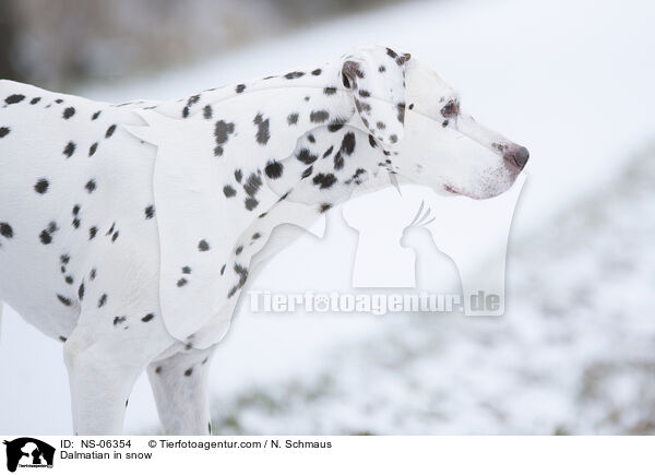 Dalmatiner im Schnee / Dalmatian in snow / NS-06354