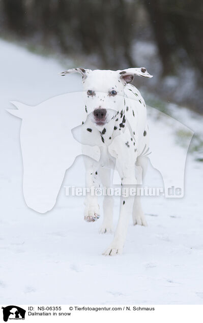 Dalmatiner im Schnee / Dalmatian in snow / NS-06355