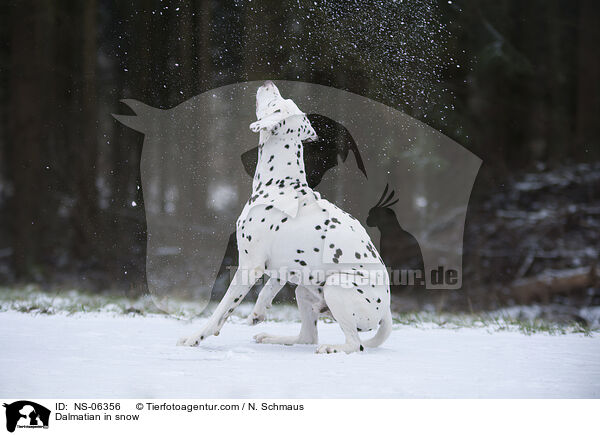 Dalmatiner im Schnee / Dalmatian in snow / NS-06356