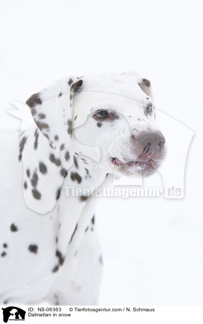Dalmatiner im Schnee / Dalmatian in snow / NS-06363