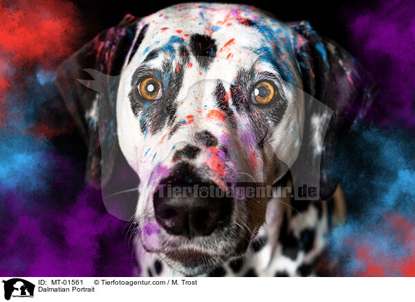 Dalmatiner Portrait / Dalmatian Portrait / MT-01561