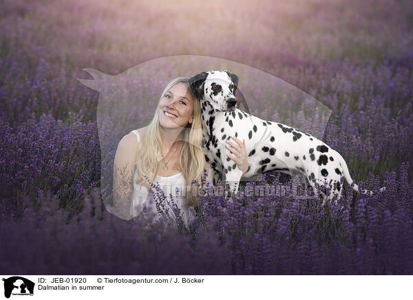 Dalmatian in summer / JEB-01920