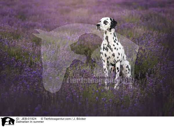Dalmatian in summer / JEB-01924