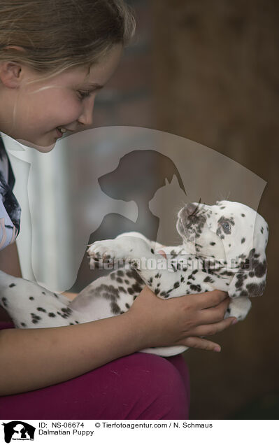 Dalmatian Puppy / NS-06674