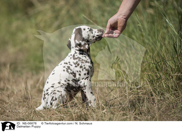 Dalmatian Puppy / NS-06676