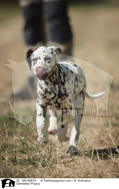 Dalmatian Puppy / NS-06678