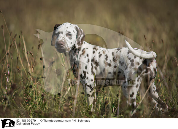 Dalmatian Puppy / NS-06679