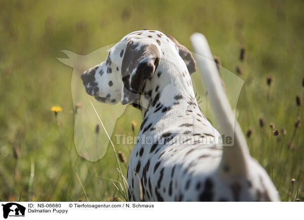 Dalmatian Puppy / NS-06680