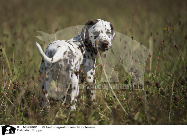 Dalmatian Puppy / NS-06681