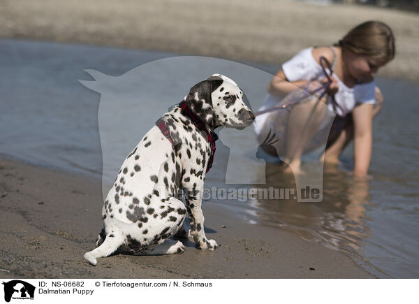 Dalmatian Puppy / NS-06682
