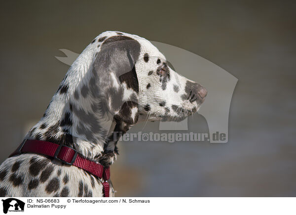 Dalmatian Puppy / NS-06683