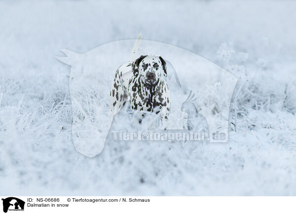 Dalmatian in snow / NS-06686