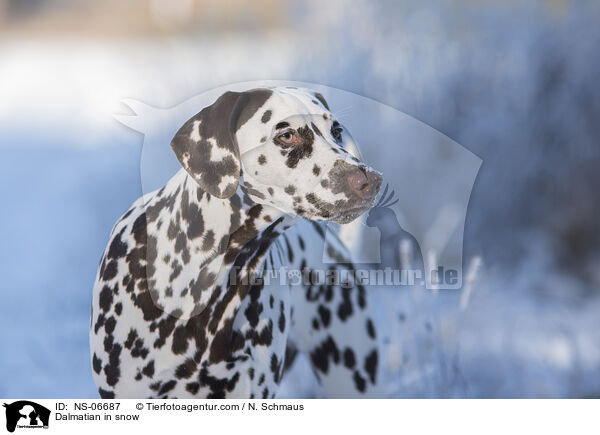 Dalmatian in snow / NS-06687