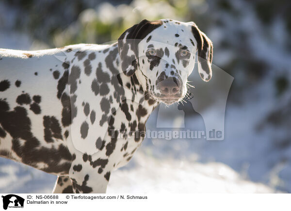 Dalmatian in snow / NS-06688