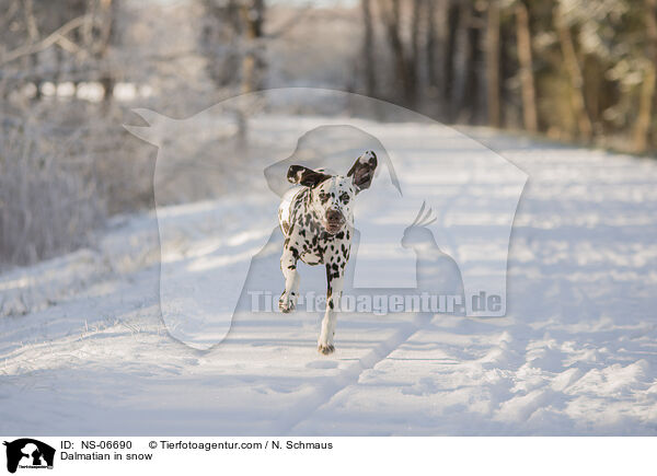 Dalmatian in snow / NS-06690