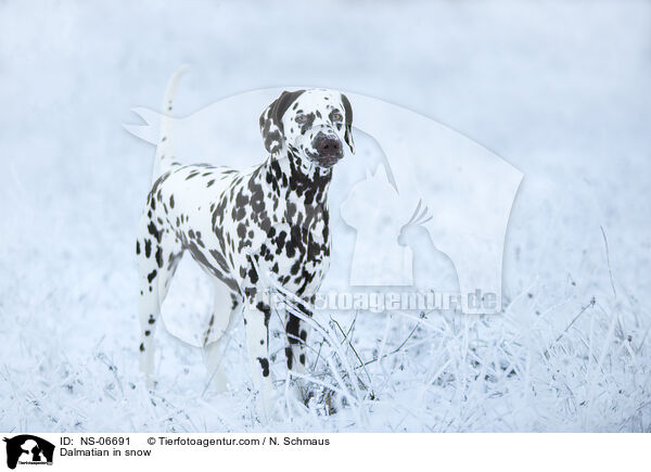 Dalmatian in snow / NS-06691
