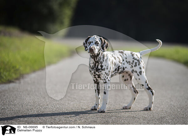 Dalmatian Puppy / NS-06695