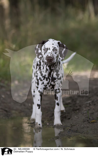 Dalmatian Puppy / NS-06698